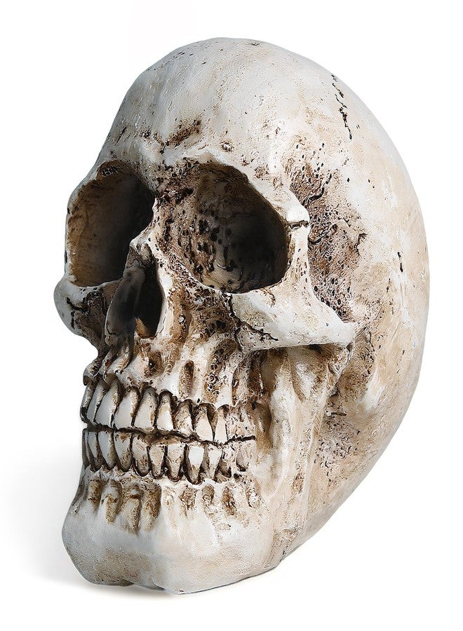 SHUS LIVE Skull Decor, Resin Realistic Skeleton Head Statue for Halloween, Fake Human Bone Skull Model for Halloween Decoration, Home, Party, Table, Bookshelf - Image 1